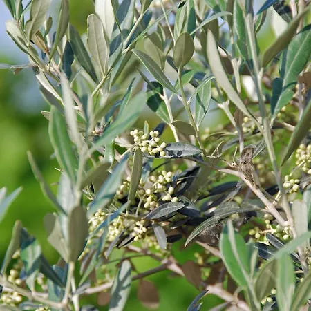 Antico Casolare