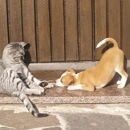 Bed & Breakfast Antico Casolare